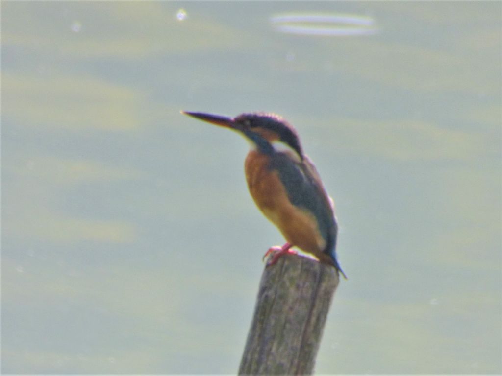 Martin pescatore (Alcedo atthis)